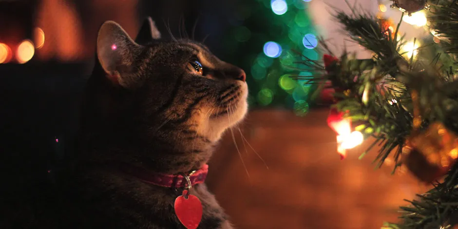 Al considerar los cuidados para mascotas en Navidad, garantizás su seguridad, como en el caso de este gatito.