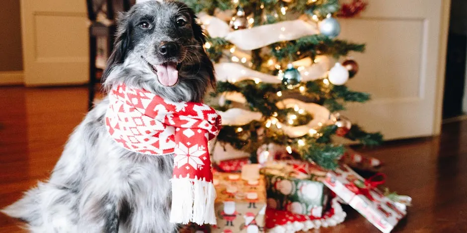 Tené presentes los cuidados para mascotas en Navidad y protegé a las tuyas… y a tus obsequios.